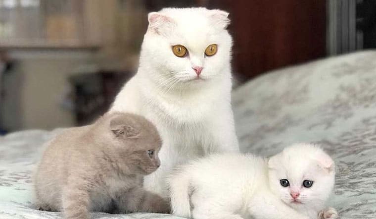 Nằm mơ thấy mèo đánh số mấy? Ý nghĩa giấc mơ thấy mèo