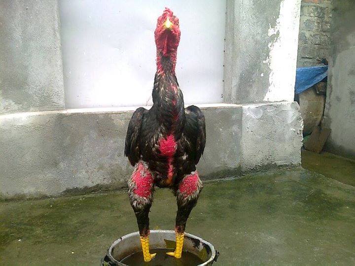 Bài tập sức bền cho đôi chân gà đá cựa sắt